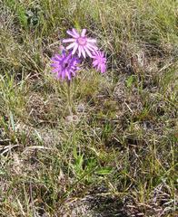Senecio macrocephalus