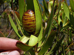Leucadendron microcephalum