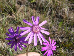 Senecio macrocephalus