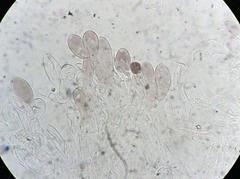 Entoloma violaceum