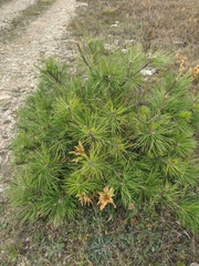 Pinus nigra pallasiana