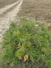 Pinus nigra pallasiana