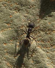 Camponotus cinctellus