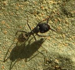 Camponotus cinctellus