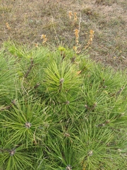 Pinus nigra pallasiana