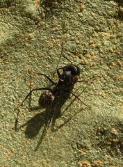 Camponotus cinctellus