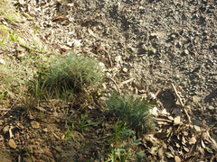 Leucochrysum albicans