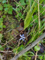 Tecophilaea violiflora