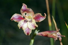 Gladiolus maculatus