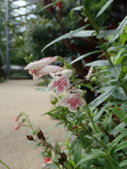 Penstemon