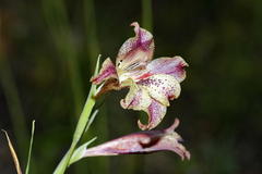 Gladiolus maculatus