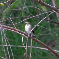 Ficedula hypoleuca