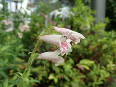 Penstemon