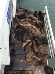 Zalophus californianus