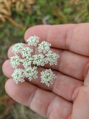 Pimpinella tragium