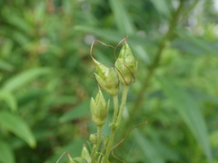 Penstemon