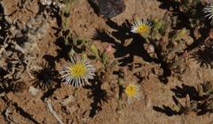 Mesembryanthemum nodiflorum