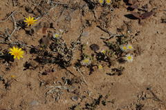 Mesembryanthemum nodiflorum