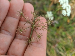 Pimpinella tragium