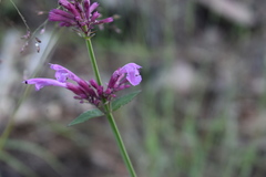 Agastache pallida