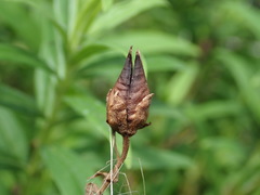 Penstemon