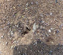 Tetramorium sericeiventre