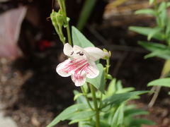 Penstemon