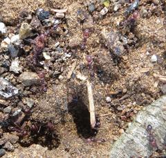 Tetramorium sericeiventre