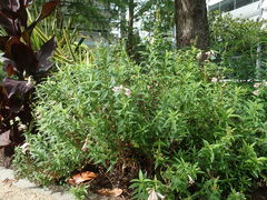 Penstemon