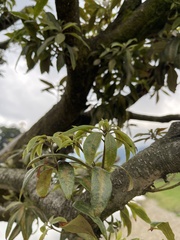 Pittosporum undulatum