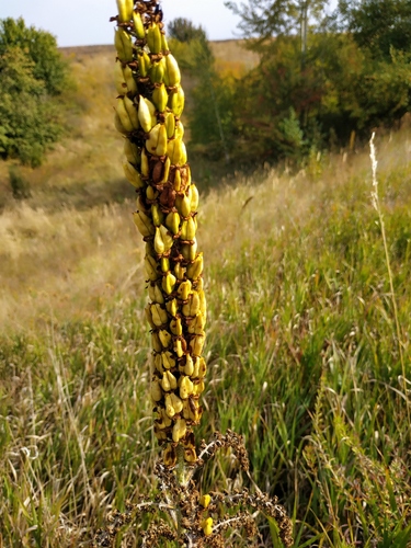Black False-hellebore