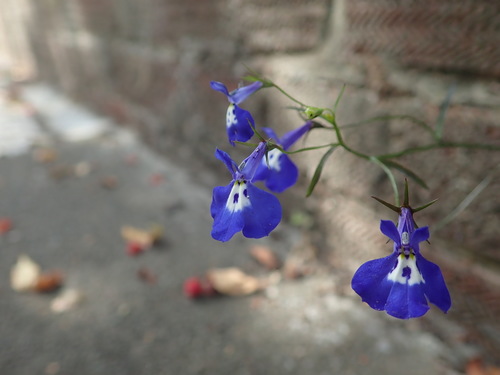 Lobelia erinus