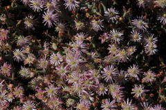 Mesembryanthemum junceum