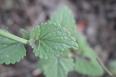 Agastache pallida