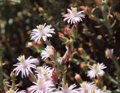 Mesembryanthemum junceum