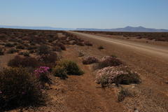 Mesembryanthemum junceum