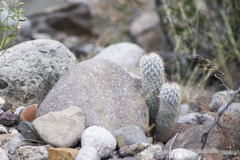 Mammillaria pottsii