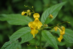 Impatiens laxiflora