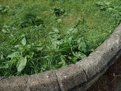 Rumex obtusifolius