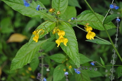 Impatiens laxiflora