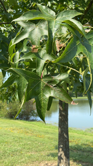 Liquidambar styraciflua