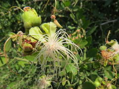 Capparis tomentosa