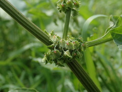 Rumex obtusifolius
