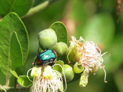 Capparis tomentosa