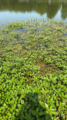 Ludwigia peploides