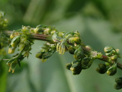 Rumex obtusifolius