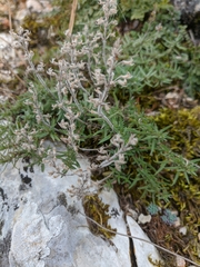 Thymus dzevanovskyi