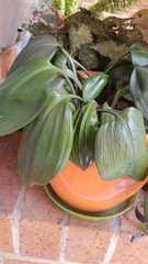 Urceolina subedentata