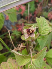 Rubus humulifolius
