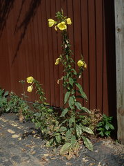 Oenothera glazioviana